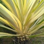 Furcraea foetida Leaf