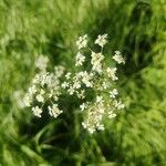 Anthriscus sylvestris Квітка