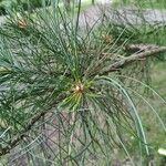 Pinus peuce Листок