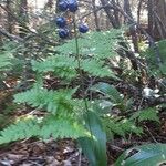 Clintonia borealis Fruit