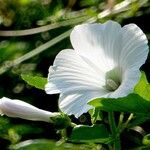 Malope trifida Flower