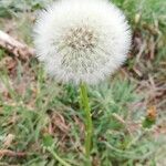 Taraxacum officinale Fruit