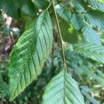 Carpinus caroliniana Leaf