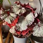 Begonia rex Leaf