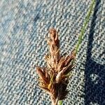 Carex leporina Blomma