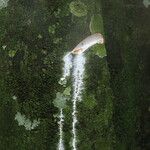 Funtumia africana Ŝelo