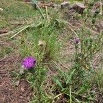 Cirsium vulgareFlower