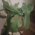 Philodendron panduriforme Blad
