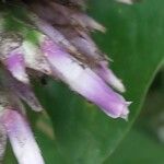 Aechmea serrata Blüte