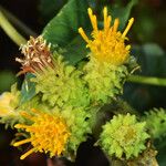 Hazardia squarrosa Flower
