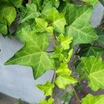 Hedera canariensis List