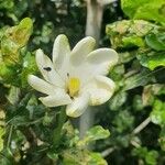 Gardenia volkensii Blomst