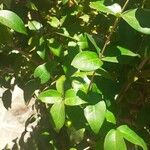 Eugenia uniflora Frunză