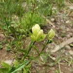 Castilleja sulphurea 花