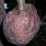 Annona reticulata 果實