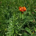 Lilium carniolicum Blad