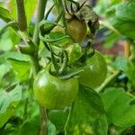 Solanum lycopersicum ᱡᱚ