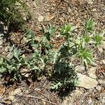 Eryngium campestre ശീലം