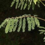 Mimosa diplotricha Blad