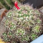 Mammillaria voburnensis 葉