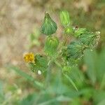 Lactuca muralis Flower
