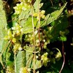 Cuscuta europaea Blomst