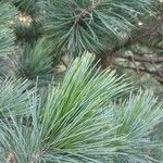 Pinus cembra Blatt