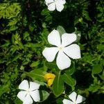 Catharanthus roseusFloare