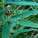 Polygonatum verticillatum ഇല