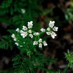 Caucalis platycarpos Flor