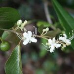 Capparis quiniflora Цветок