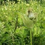 Cirsium oleraceum Vrucht