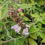 Salvia fruticosa Кветка