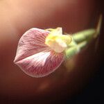 Acmispon americanus Flower