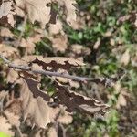 Quercus lobata Hoja