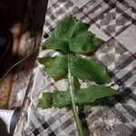 Sonchus oleraceusBlatt