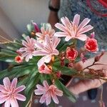 Lewisia longipetala ᱵᱟᱦᱟ