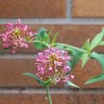 Valeriana lecoqii Blüte