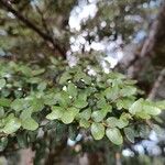 Nothofagus solandri Folha