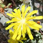 Crepis pygmaea Fleur