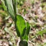 Oenothera stricta برگ