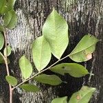 Tessmannia africana Leaf