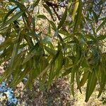 Searsia lancea Blatt