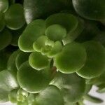 Sedum makinoi Leaf