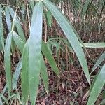 Phyllostachys sulphurea Folha