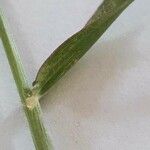 Panicum coloratum Leaf