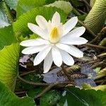 Nymphaea lotus Květ