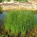 Cyperus laevigatus Habit