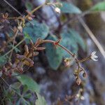 Sedum monregalense Alia