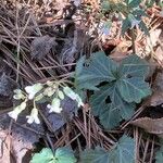 Cardamine angustata Leaf